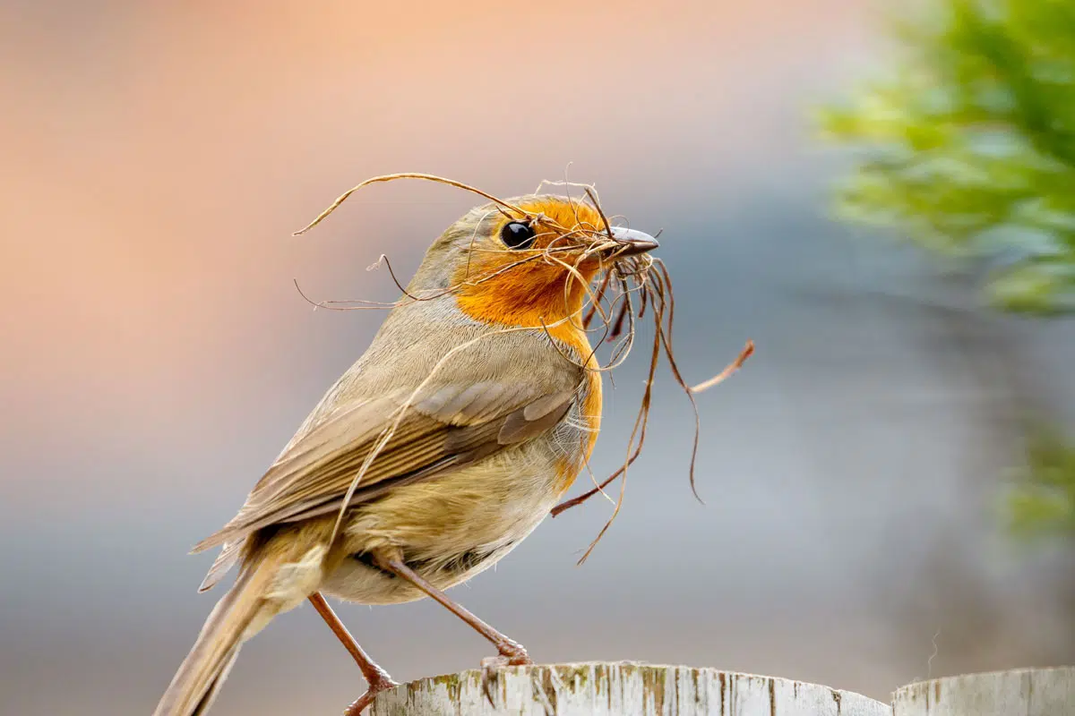 Comment attirer un rouge-gorge dans votre jardin pour émerveiller vos  enfants –