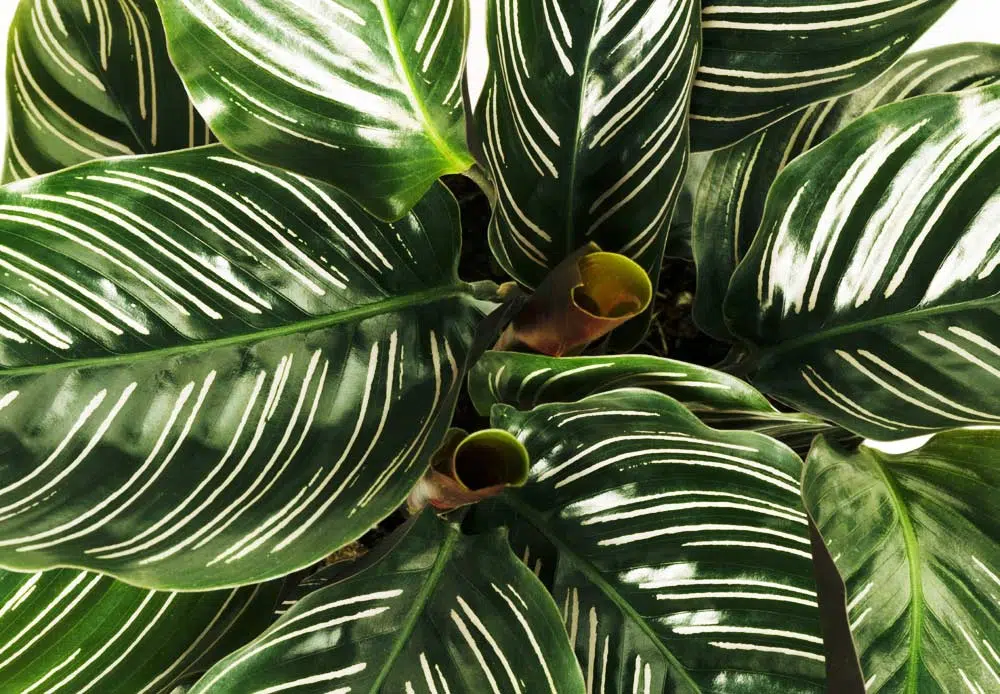 Calathea est une plante de la famille des Marantaceae.