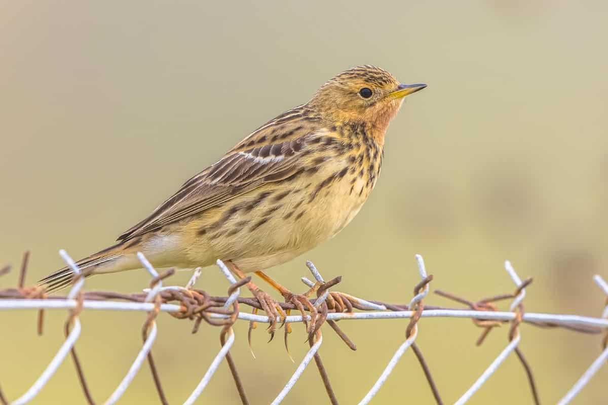 Adaptation des oiseaux migrateurs aux variations climatiques