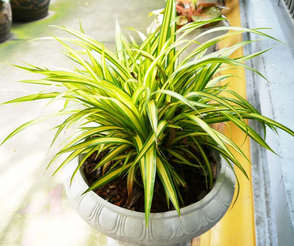 Le chlorophytum comosum.