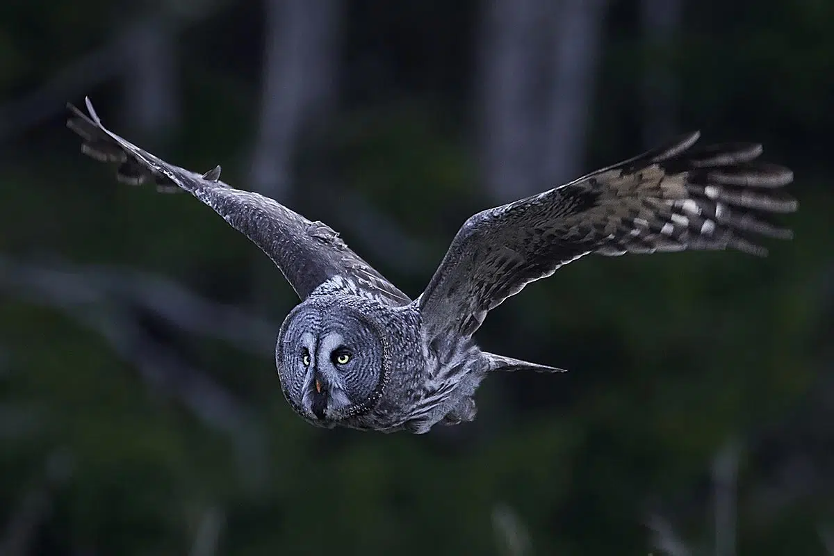 Chouette grise, rapace nocturne