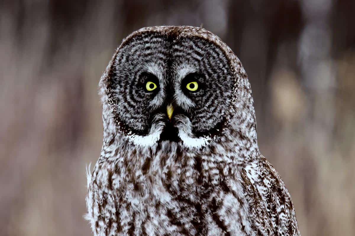 Quelle est la diff rence entre une chouette et un hibou