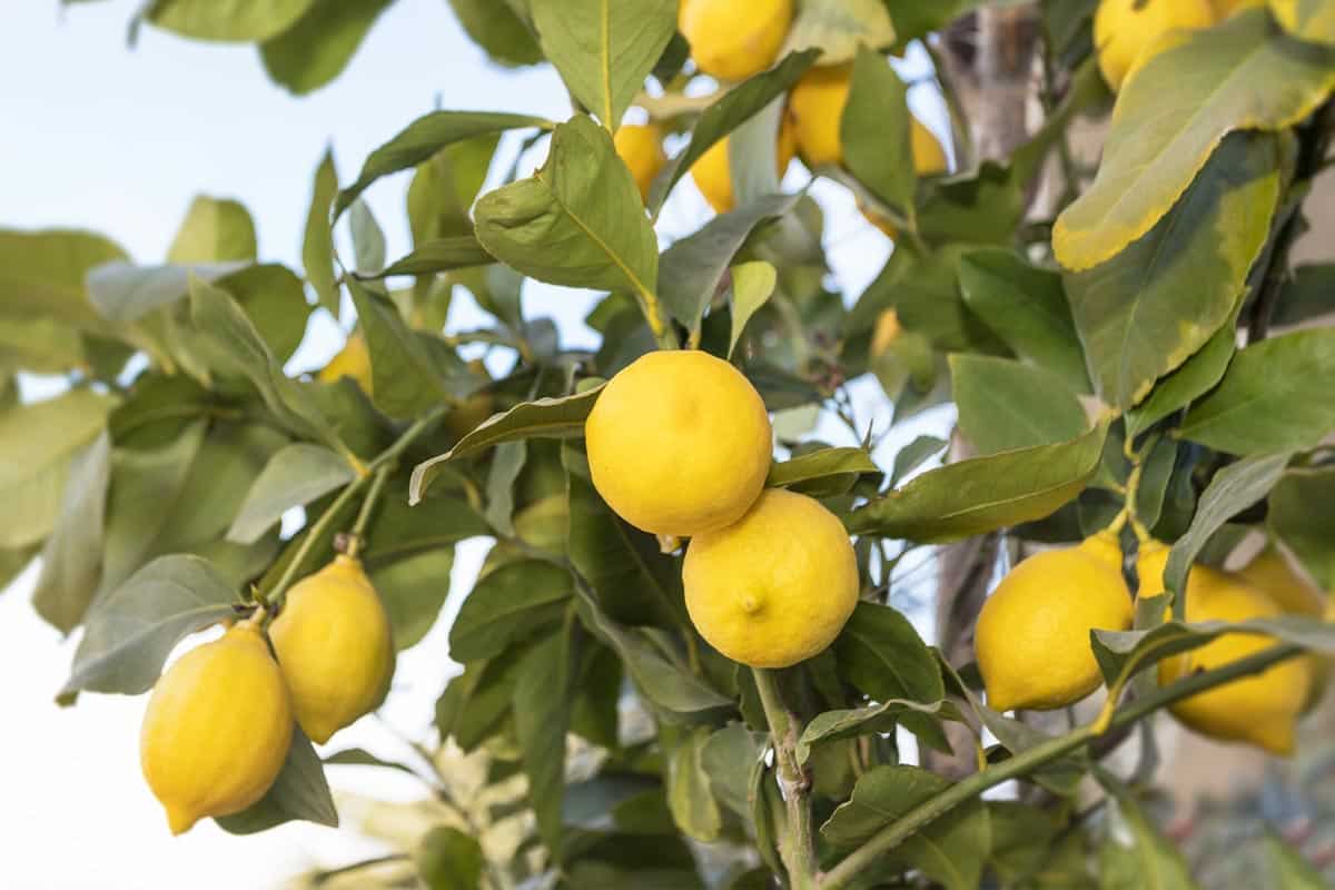 Citronnier