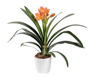 Comment faire une bouture de clivia ?