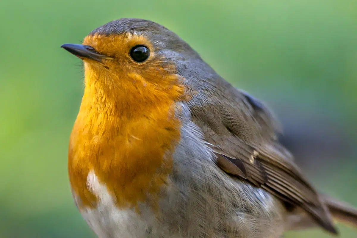 Présence matinale d'un rouge-gorge dans le jardin