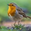 Comment observer les oiseaux sans les déranger ?