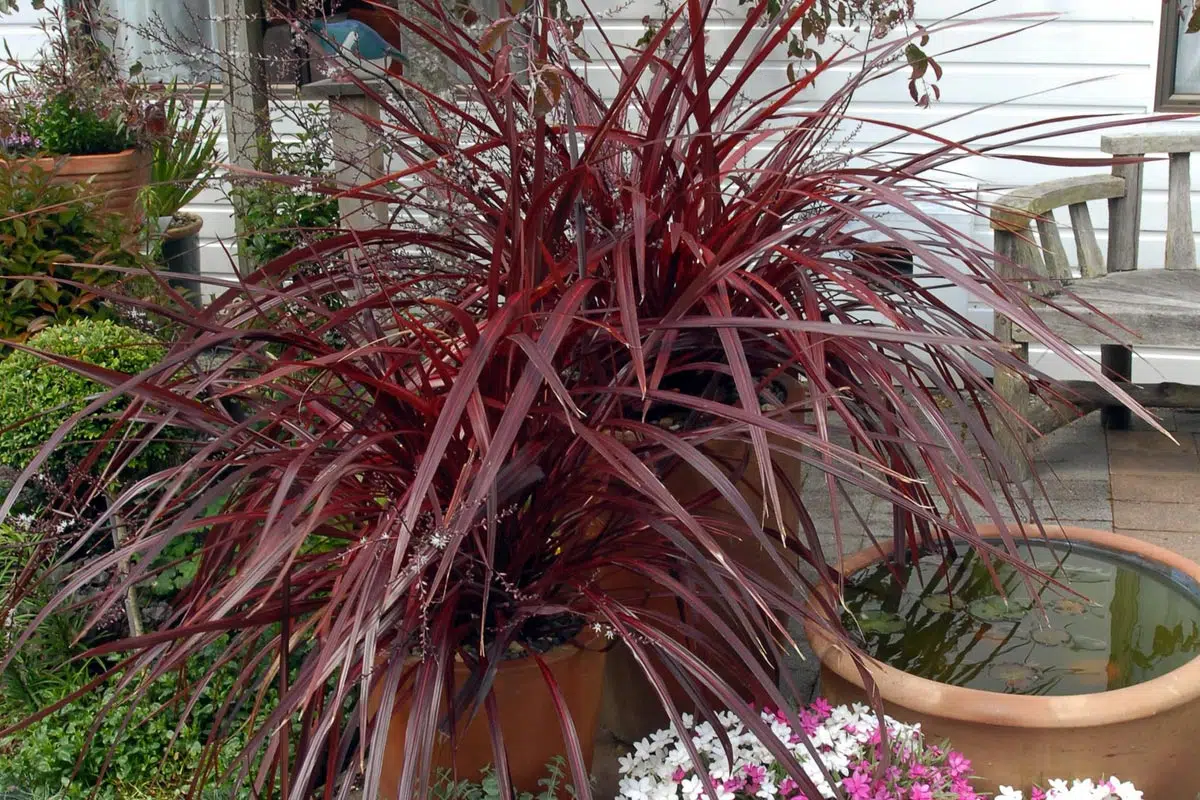 Cordyline