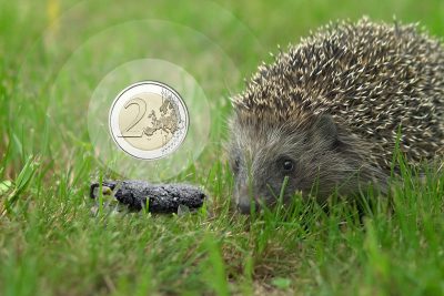 Comment reconnaître les crottes de hérisson ?