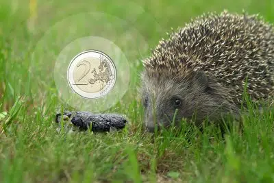 Comment reconnaître les crottes de hérisson ?