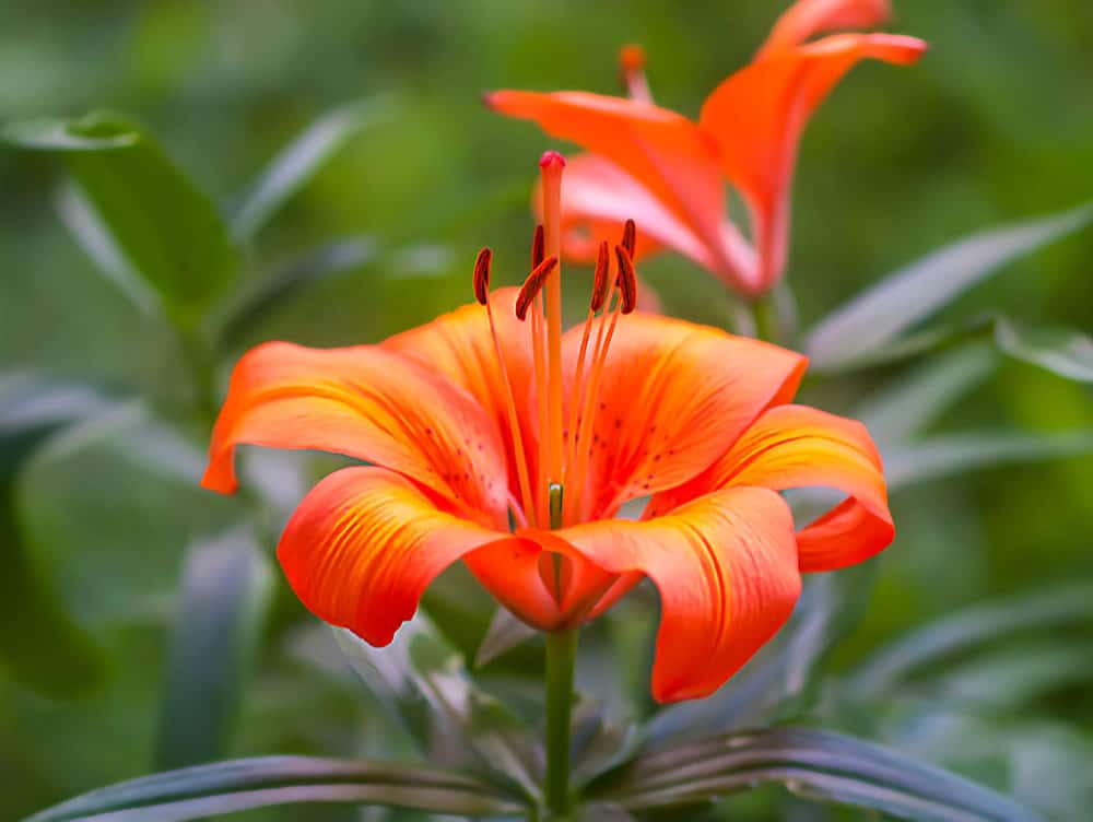 Lis orangé, Lilium bulbiferum.