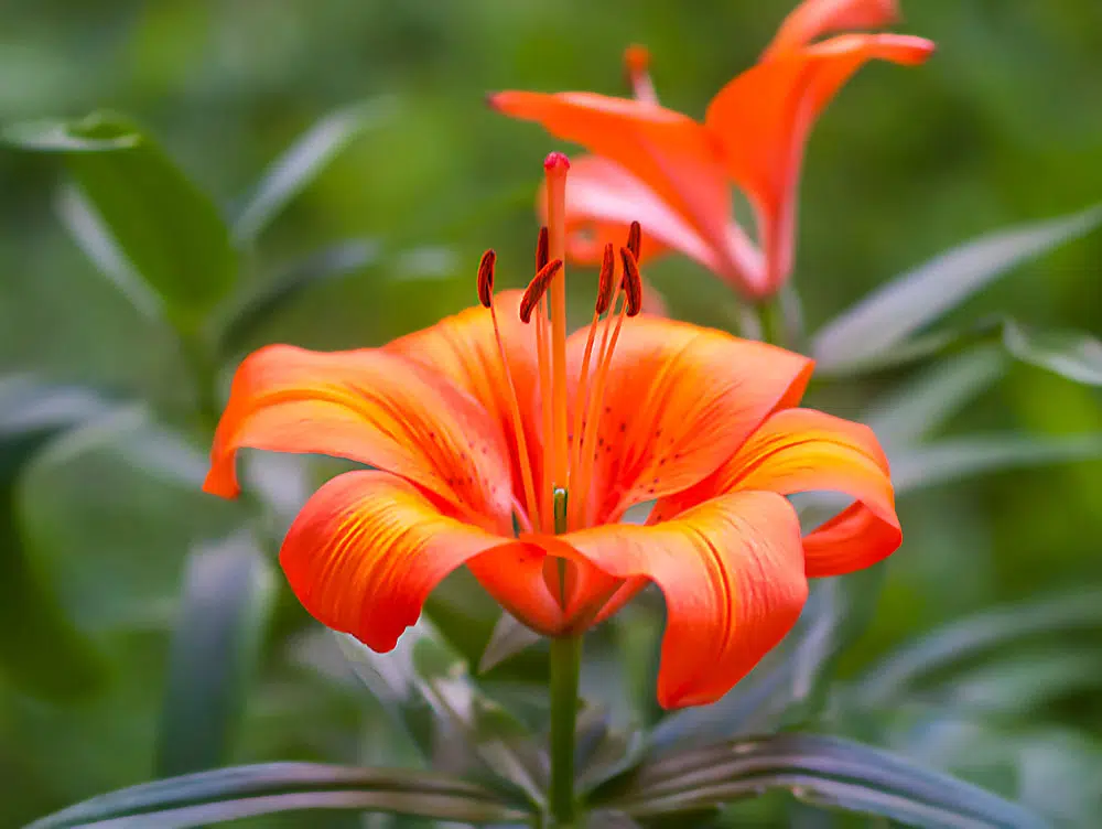 Lis orangé, Lilium bulbiferum.