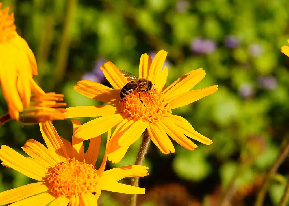 L'Arnica des montagnes ou Arnica montana.