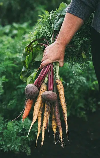 La récolte des légumes au jardin potager
