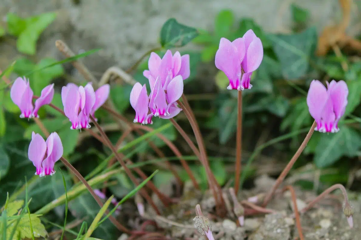 Cyclamen de Naples