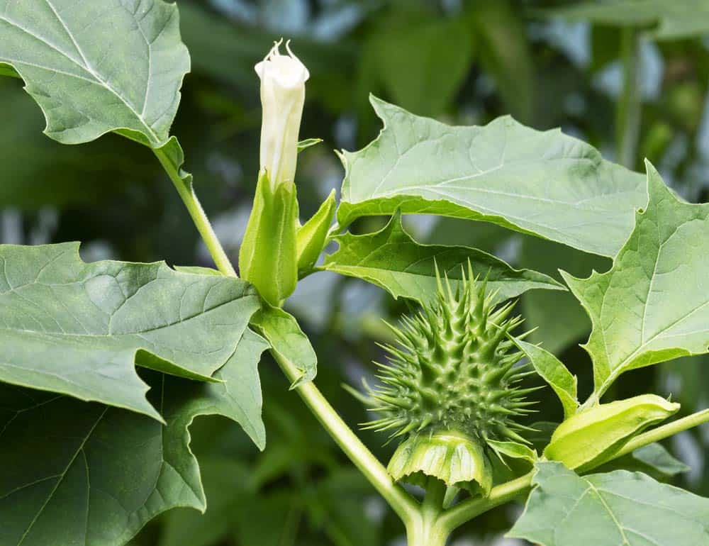 Le datura est une plante extrêmement toxique.