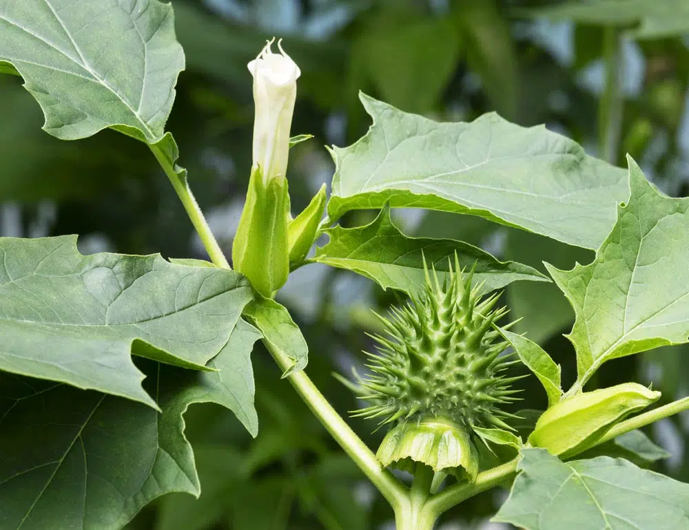 Le datura est une plante extrêmement toxique.