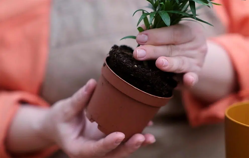 Dépotage de la plante