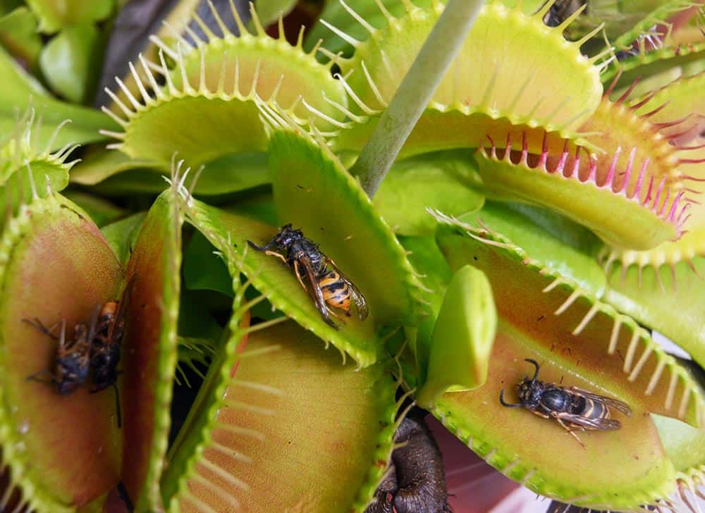 Quelle plante carnivore contre les moucherons ?