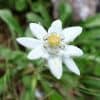 Pourquoi l'Edelweiss est une plante rare et protégée ?