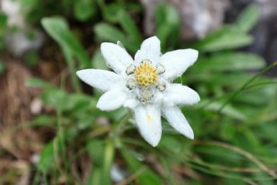 Pourquoi l'Edelweiss est une plante rare et protégée ?