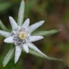 edelweiss