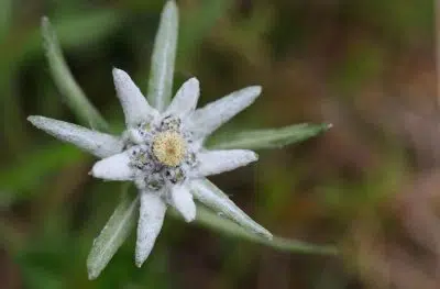 edelweiss