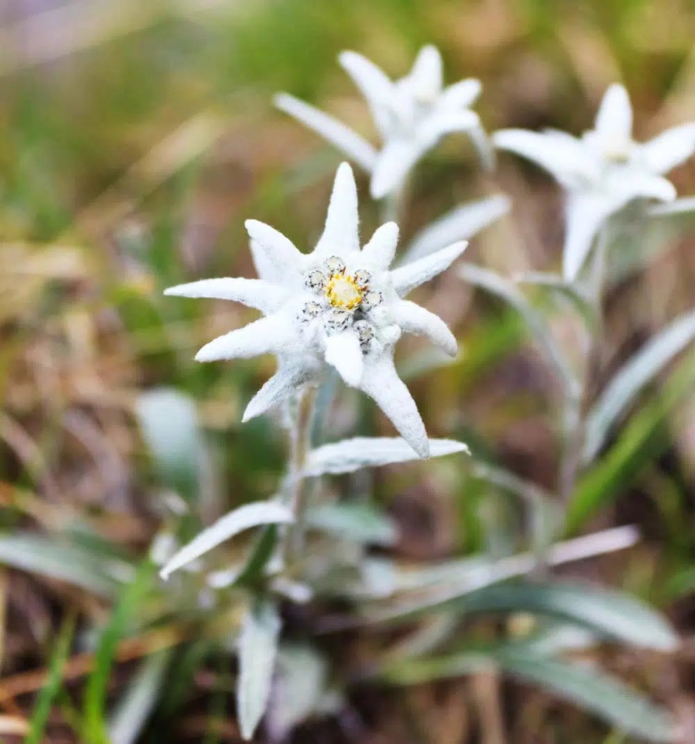 Edelweiss