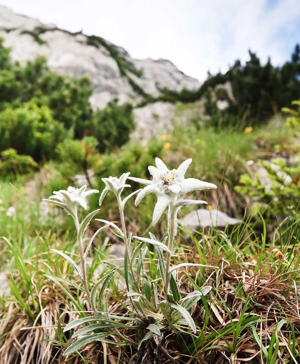 l'edelweiss est une plante protégée