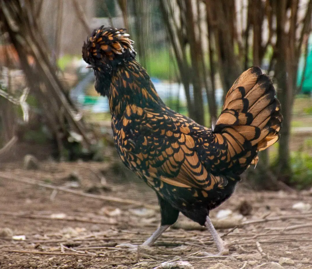 Élevage de la poule Padoue