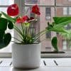 Quel emplacememnt choisir pour ses plantes d'intérieur