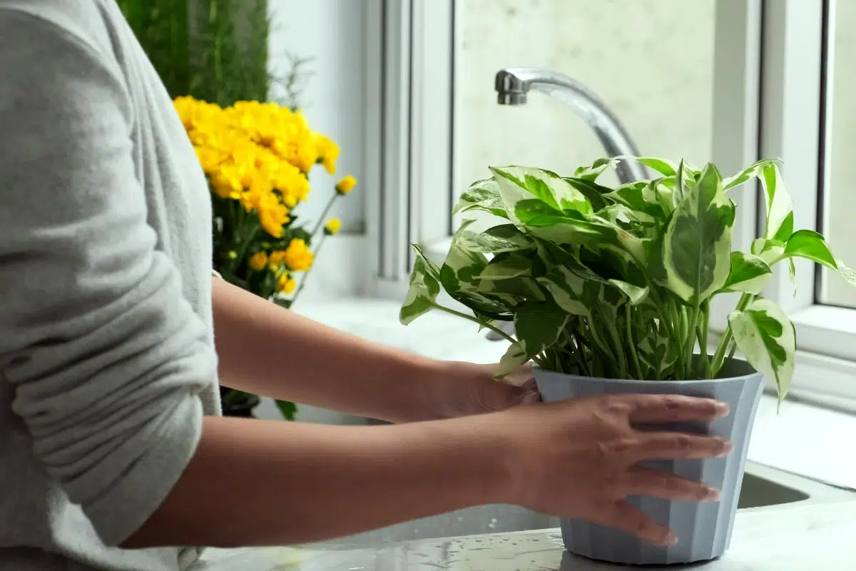 Emplacement plante d'intérieur et besoin en lumière