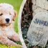 Peut-on enterrer son chien dans son jardin