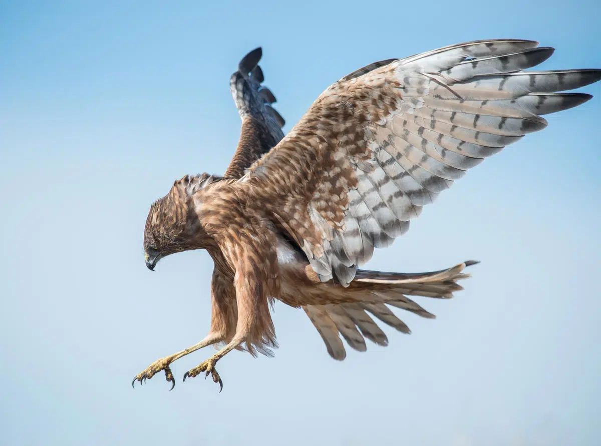 Comment reconnaître un rapace ?