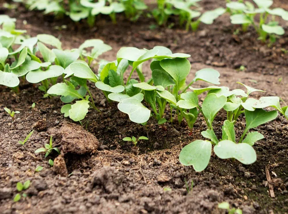 plantation dans le potager