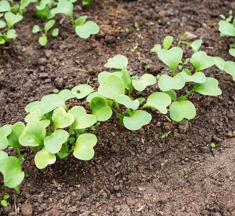 Culture saine au potager