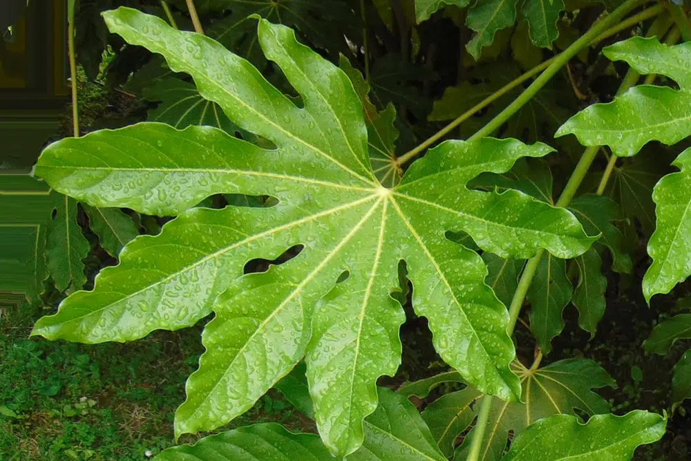 Feuille de l'Arailia