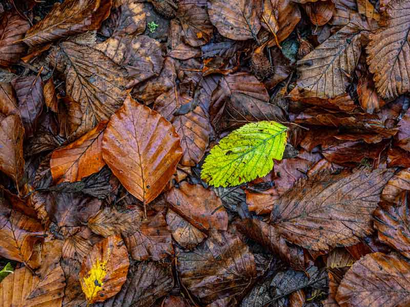 Utilisation de feuilles pour couvrir le sol