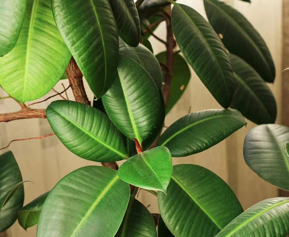 Le ficus elastica