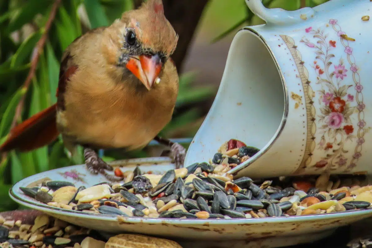 Nourriture oiseau