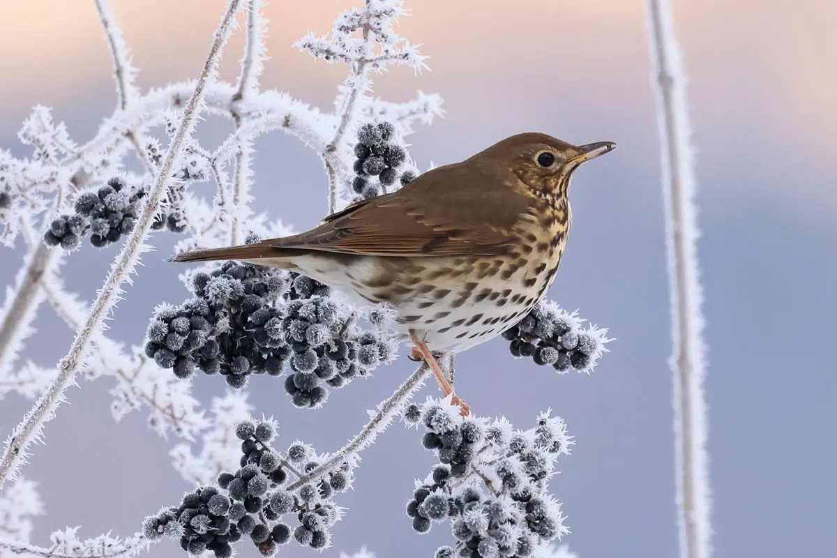 Grive en hiver, à la recherche de nourriture. 