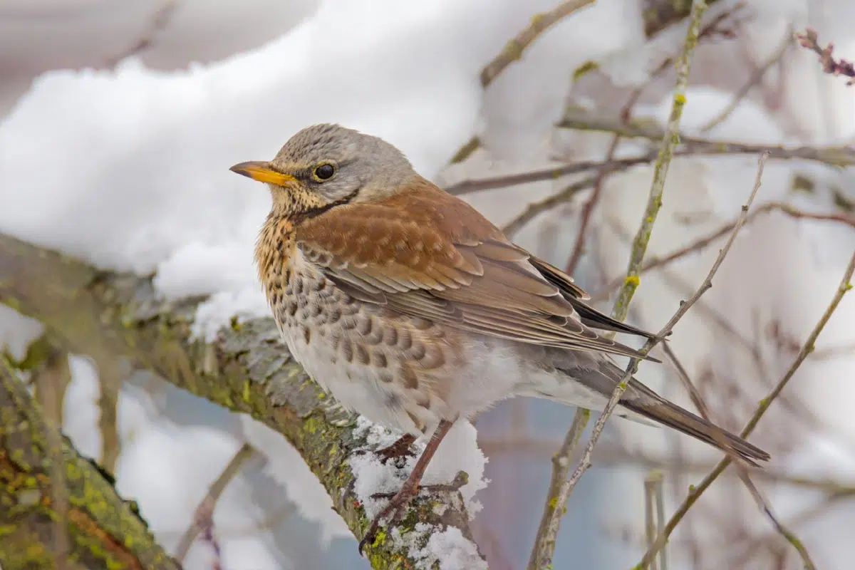 Grive musicienne en hiver