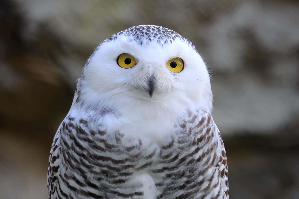 Harfang des neiges