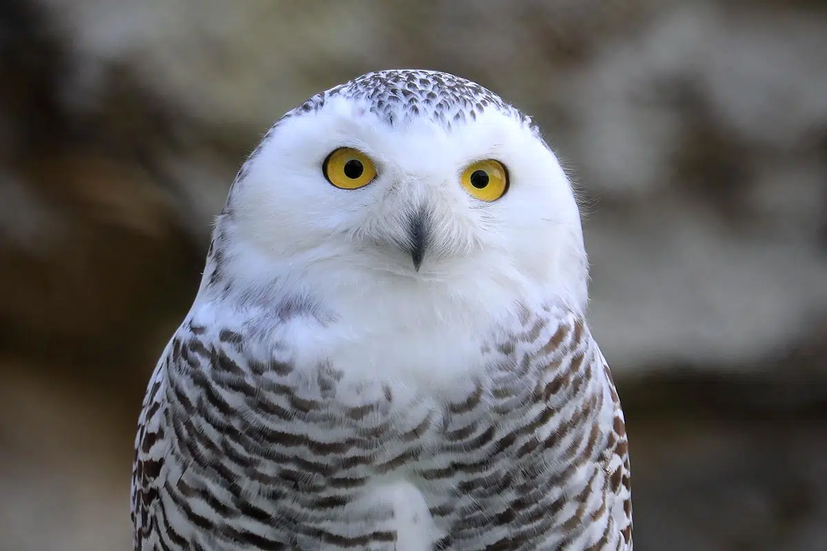 Harfang des neiges