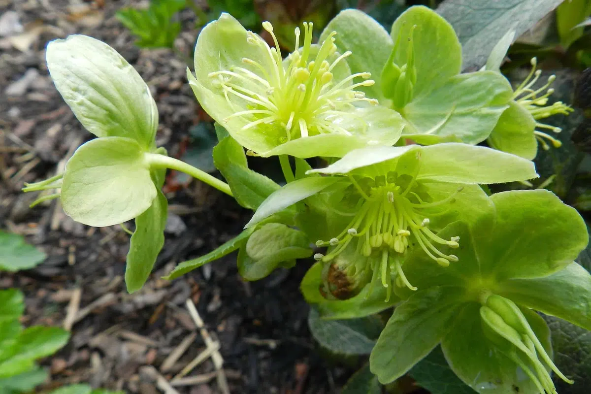 Hellebore Corsicus