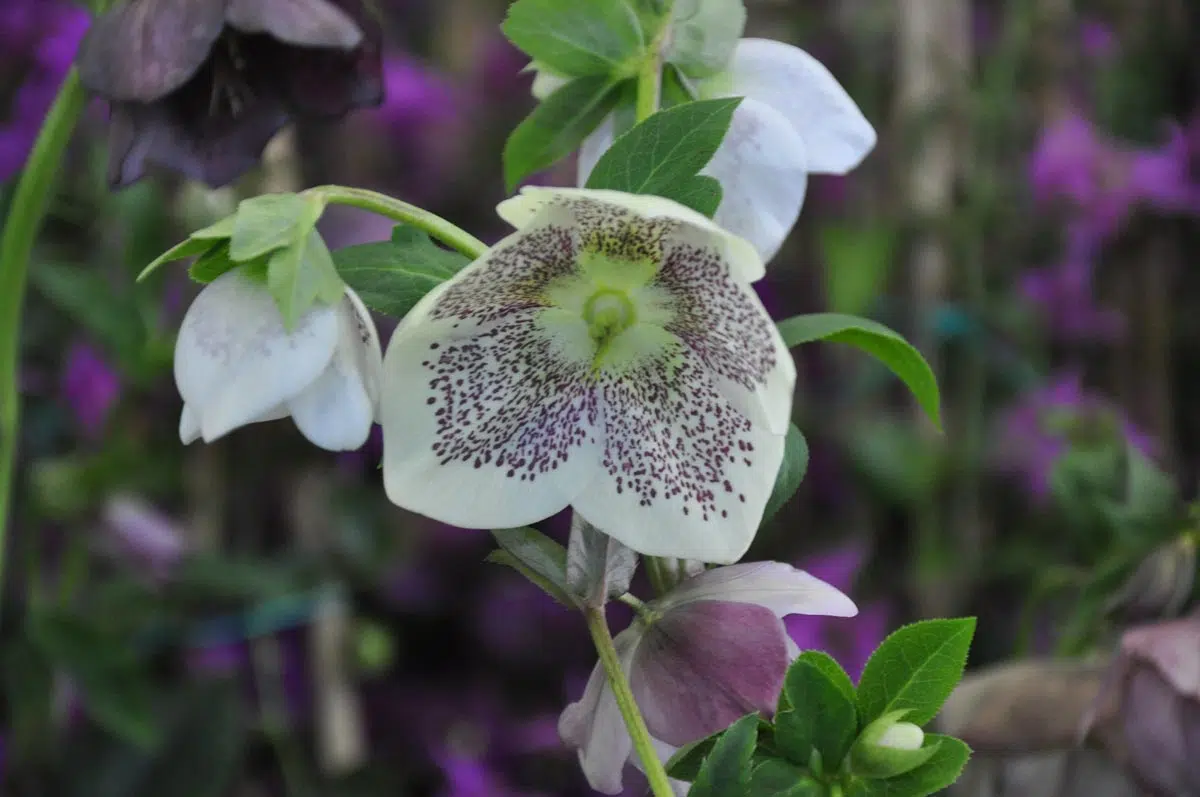 Hellebore Orientalis