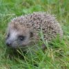 Comment attirer les hérisson au jardin ?