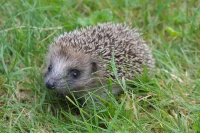 Comment attirer les hérisson au jardin ?