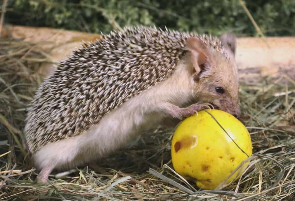 Hérisson mange une pomme