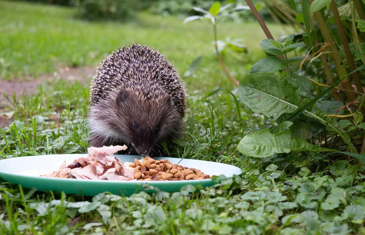 Quelle nourriture pour attirer les hérissons dans le jardin ?