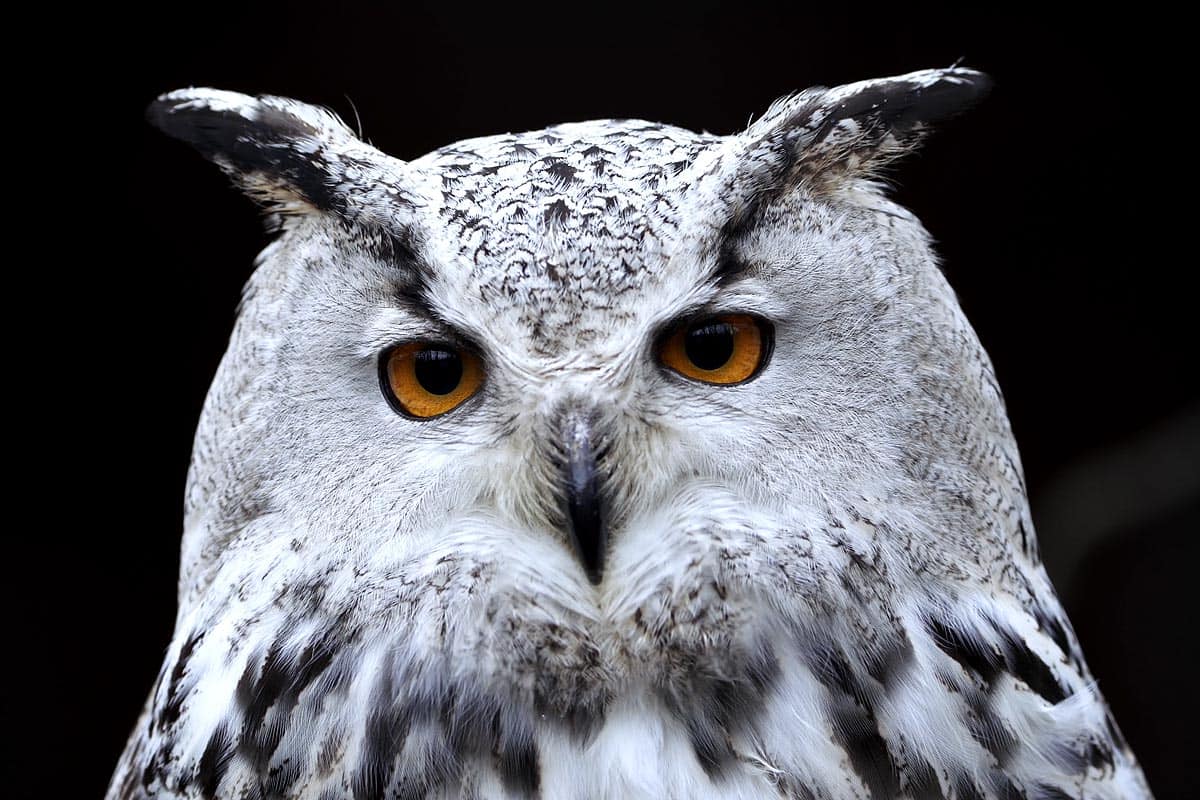 Les deux aigrettes du hibou grand duc